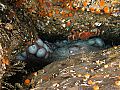 Giant Pacific Octopus - Breakwater Island