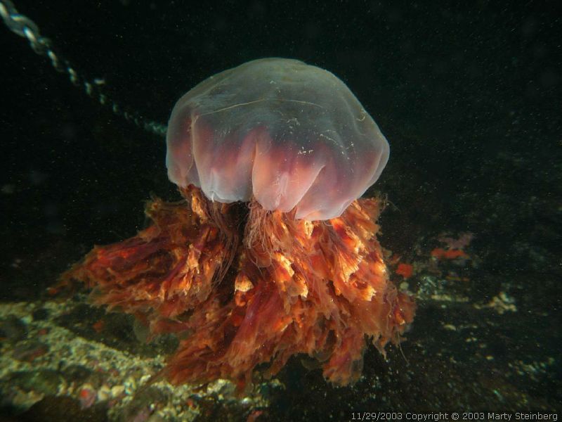 Lion's Main Jelly - Breakwater Island