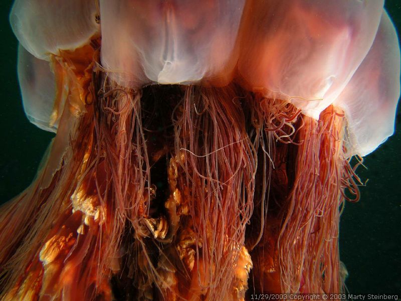 Lion's Main Jelly - Breakwater Island