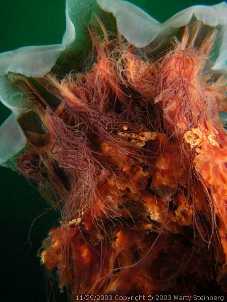 Lion's Main Jelly - Breakwater Island