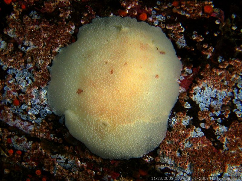 Yellow Dorid - Breakwater Island