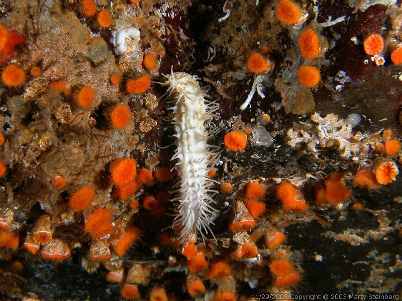 Baby Sea Cucumber - Breakwater Island