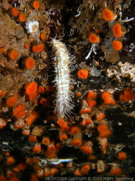 Baby Sea Cucumber - Breakwater Island