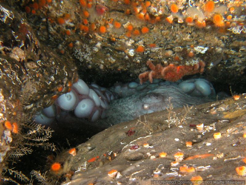 Giant Pacific Octopus - Breakwater Island