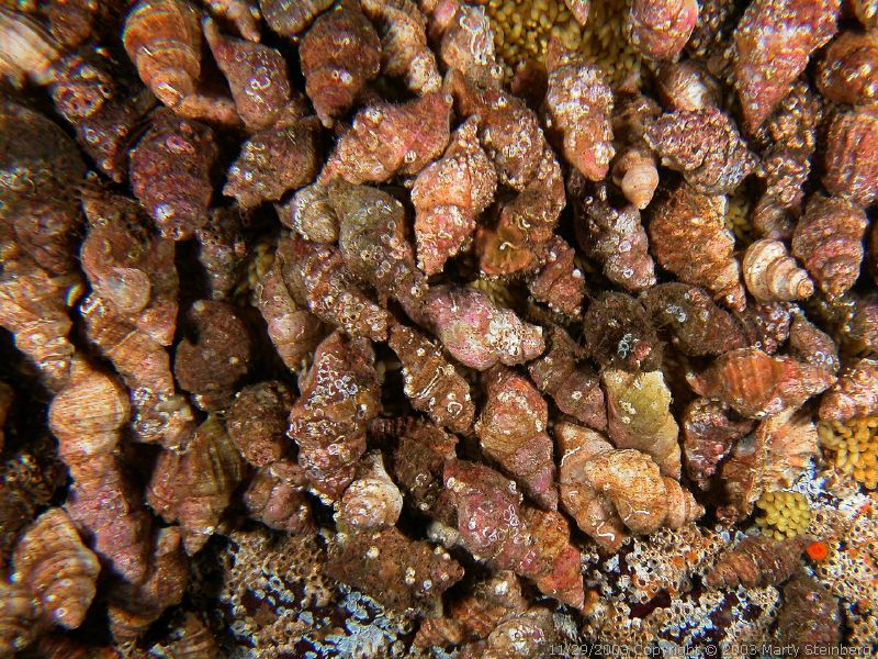 Dogwinkles - Breakwater Island