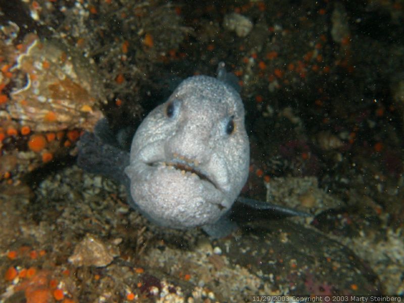 Wolf Eel - Breakwater Island