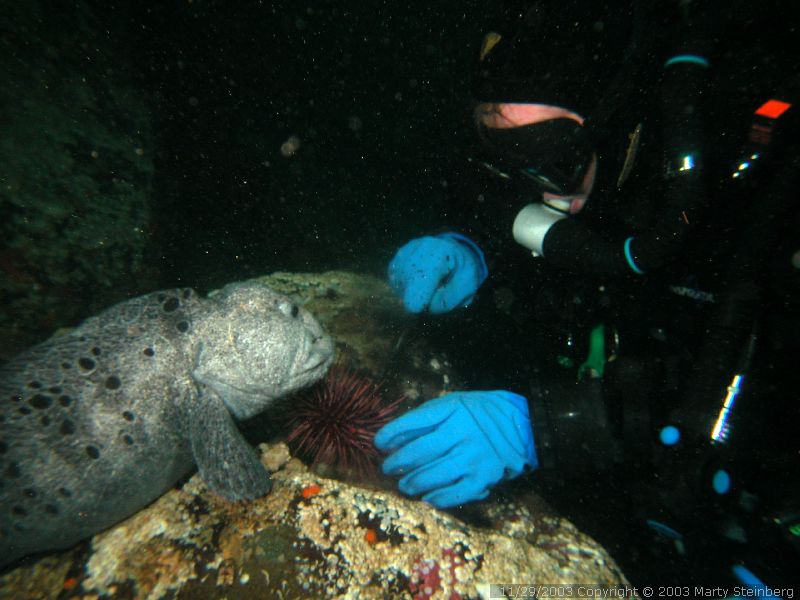 Kent with Wolf Eel - Breakwater Island