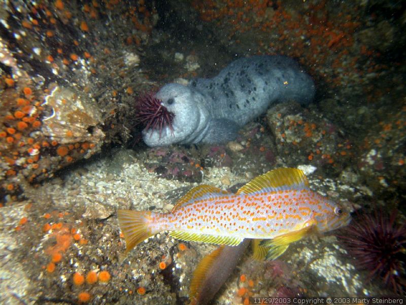 Wolf Eel - Breakwater Island