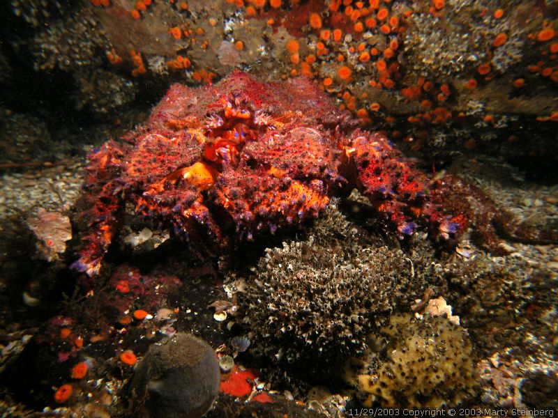Puget Sound King Crab - Rogers Rock