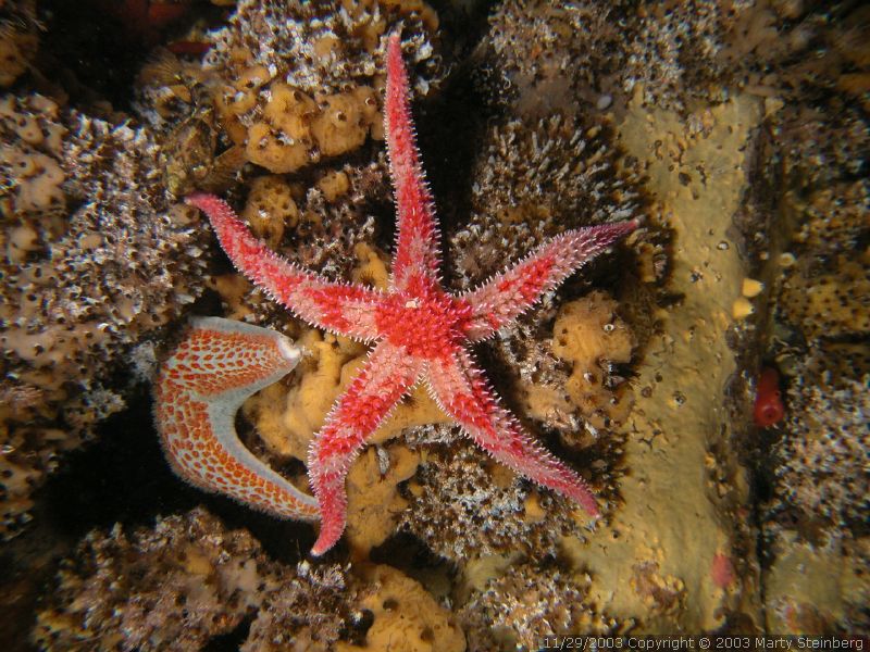 Painted Star - Rogers Rock