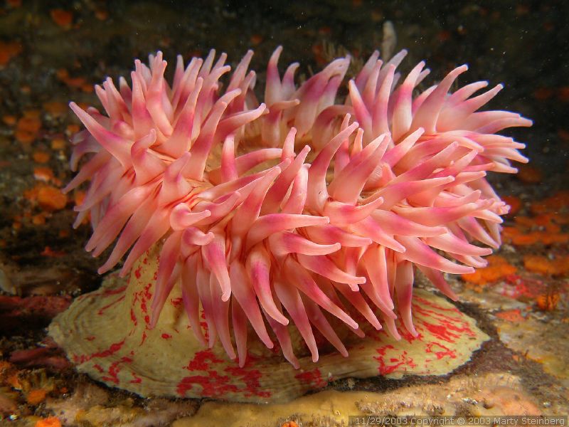Painted Anemone - Rogers Rock