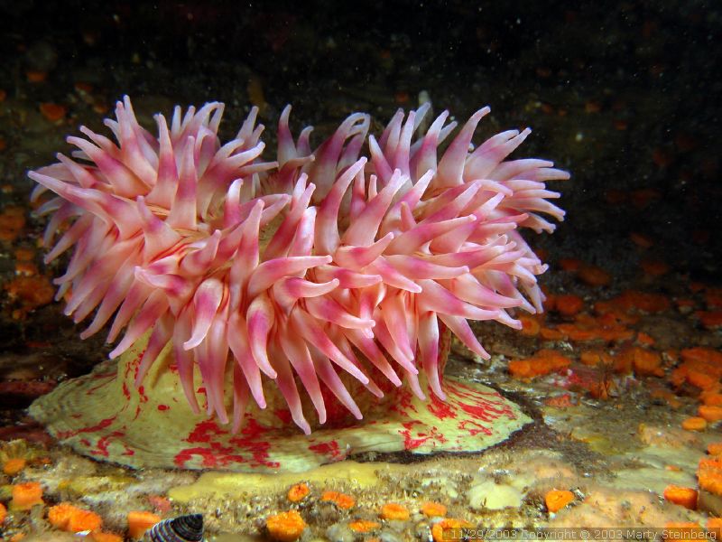 Painted Anemone - Rogers Rock