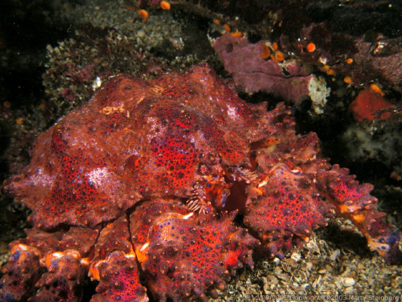 Puget Sound King Crab - Rogers Rock