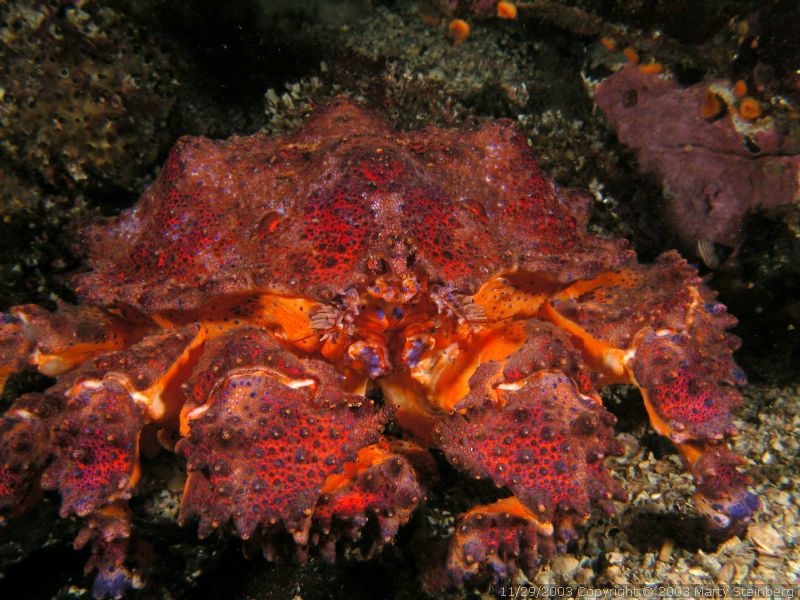 Puget Sound King Crab - Rogers Rock