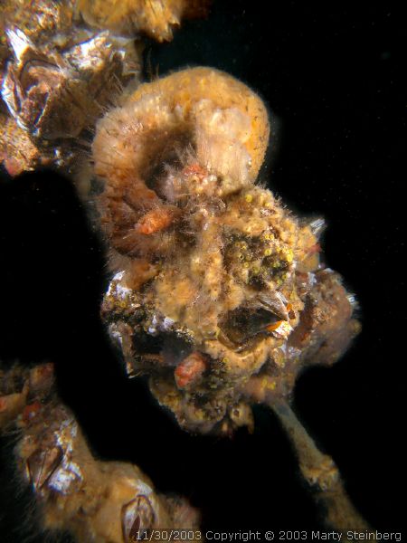 Acorn Barnacles on Submerged Line - Race Point