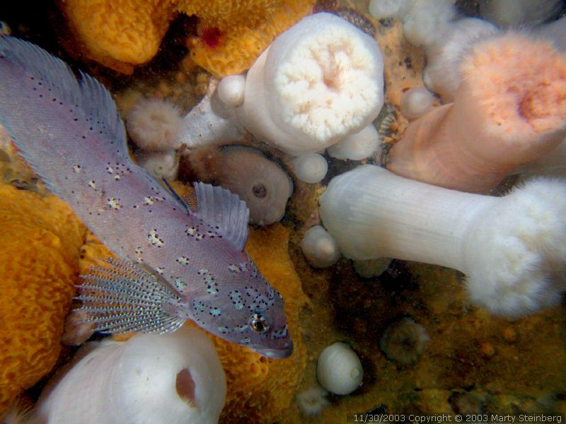 Kelp Greenling and Anemones - Race Point