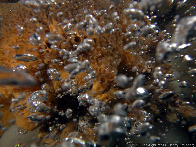 This is why I dive a rebreather - Puffball sponge with diver's bubbles (not mine)<br />Race Point