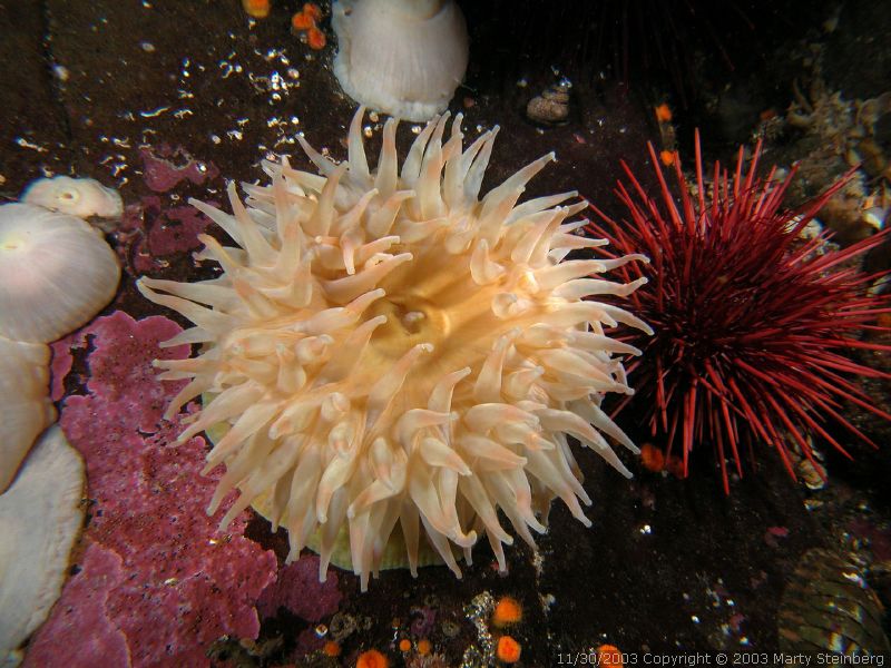White Anemone - Dodd Narrows