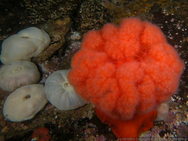 Strawberry Anemone - Dodd Narrows