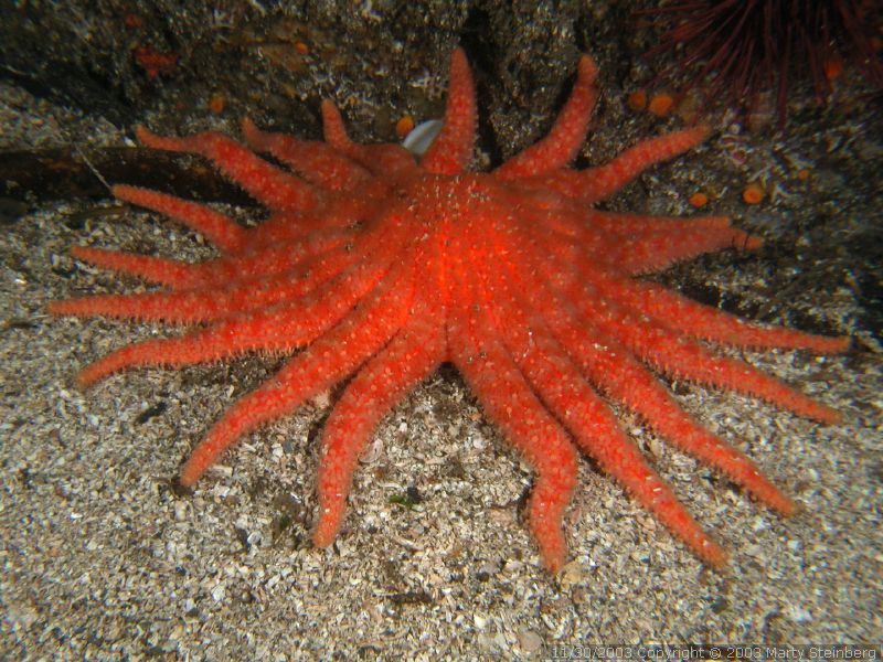 Sun Star - Dodd Narrows