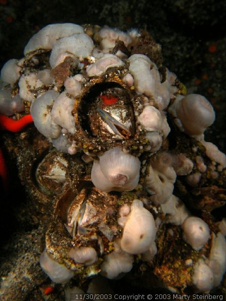 Acorn Barnacles - Dodd Narrows