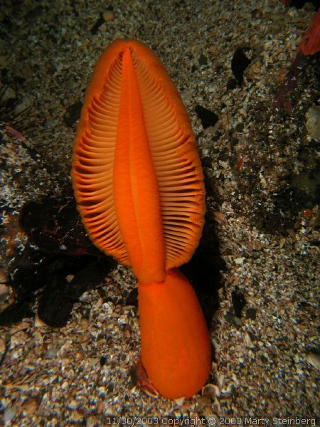 Sea Pen - Dodd Narrows