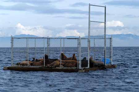 Sea lion trap has become preferred hauling site