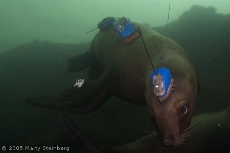 Instrumented Sea Lion at Hornby Island